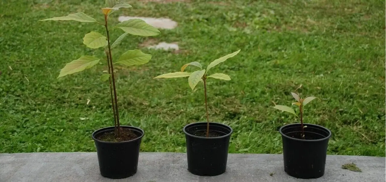 Small avocado tree in planter bags