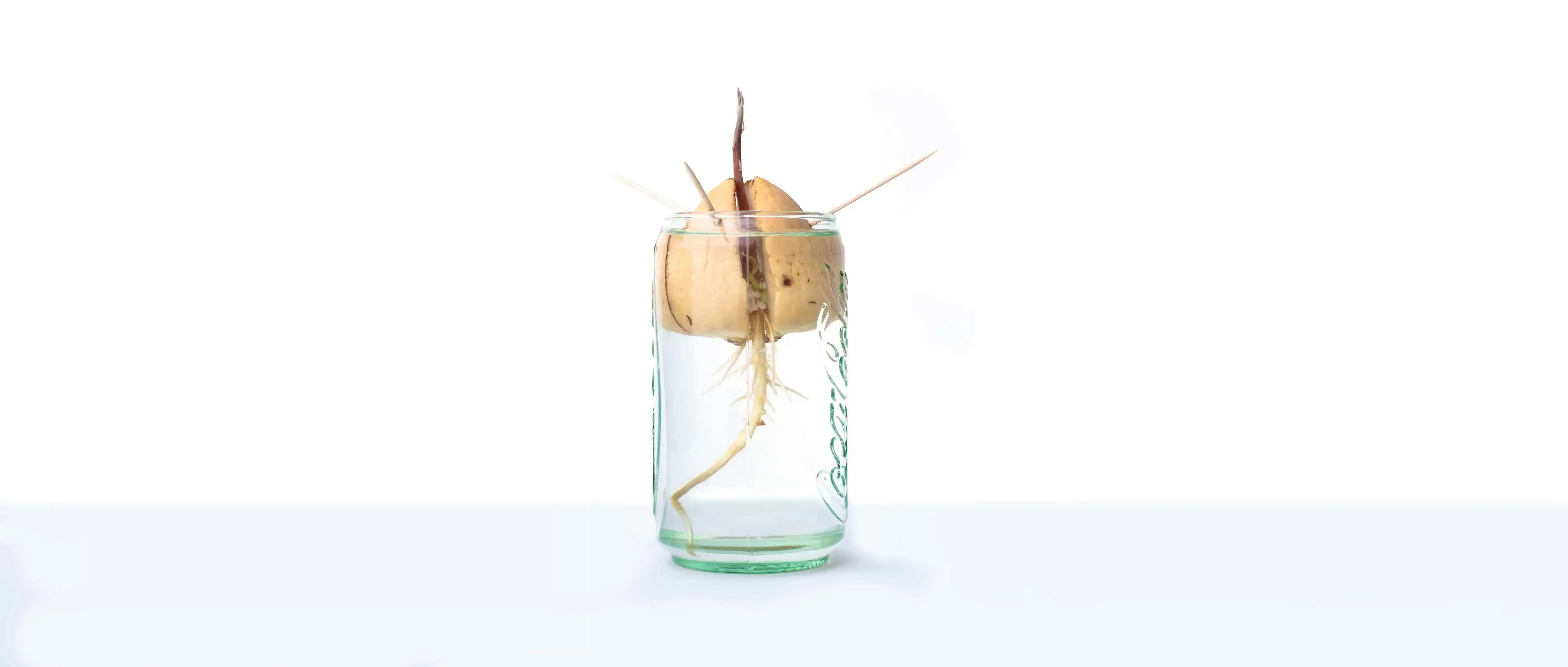 Avocado seed in glass jar to grow